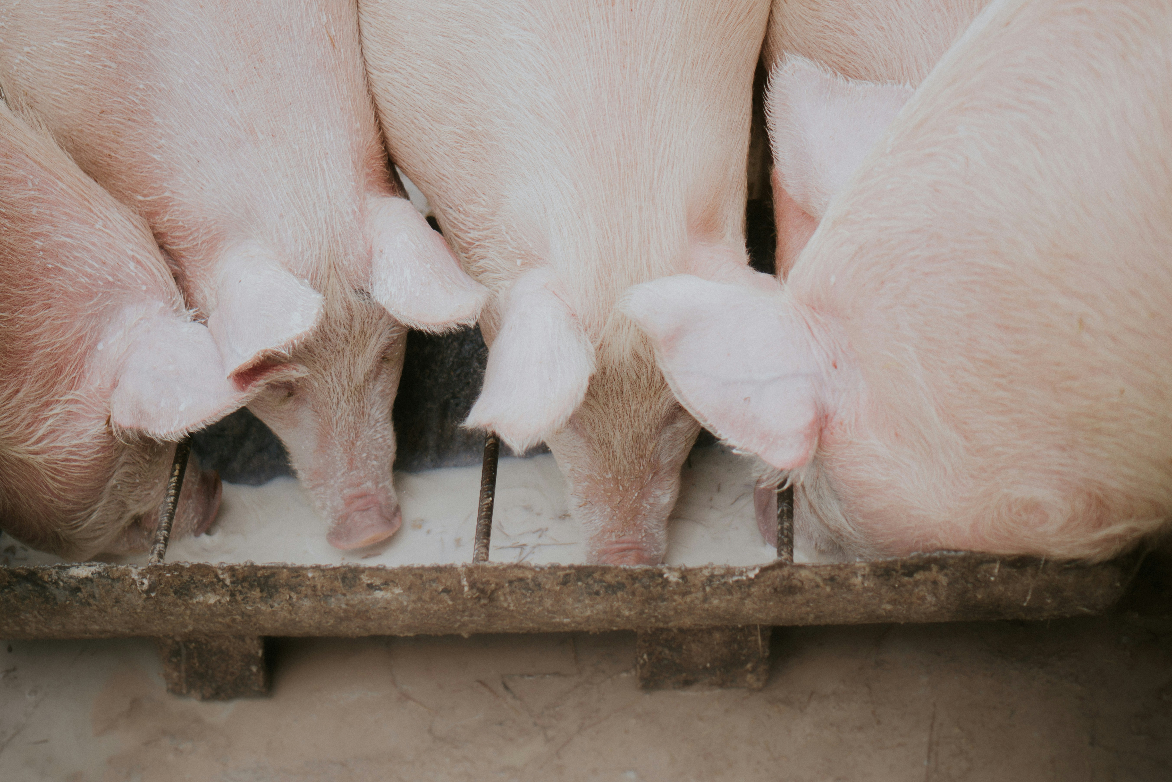 Researchers Create Algorithm to Predict PEDV Outbreaks