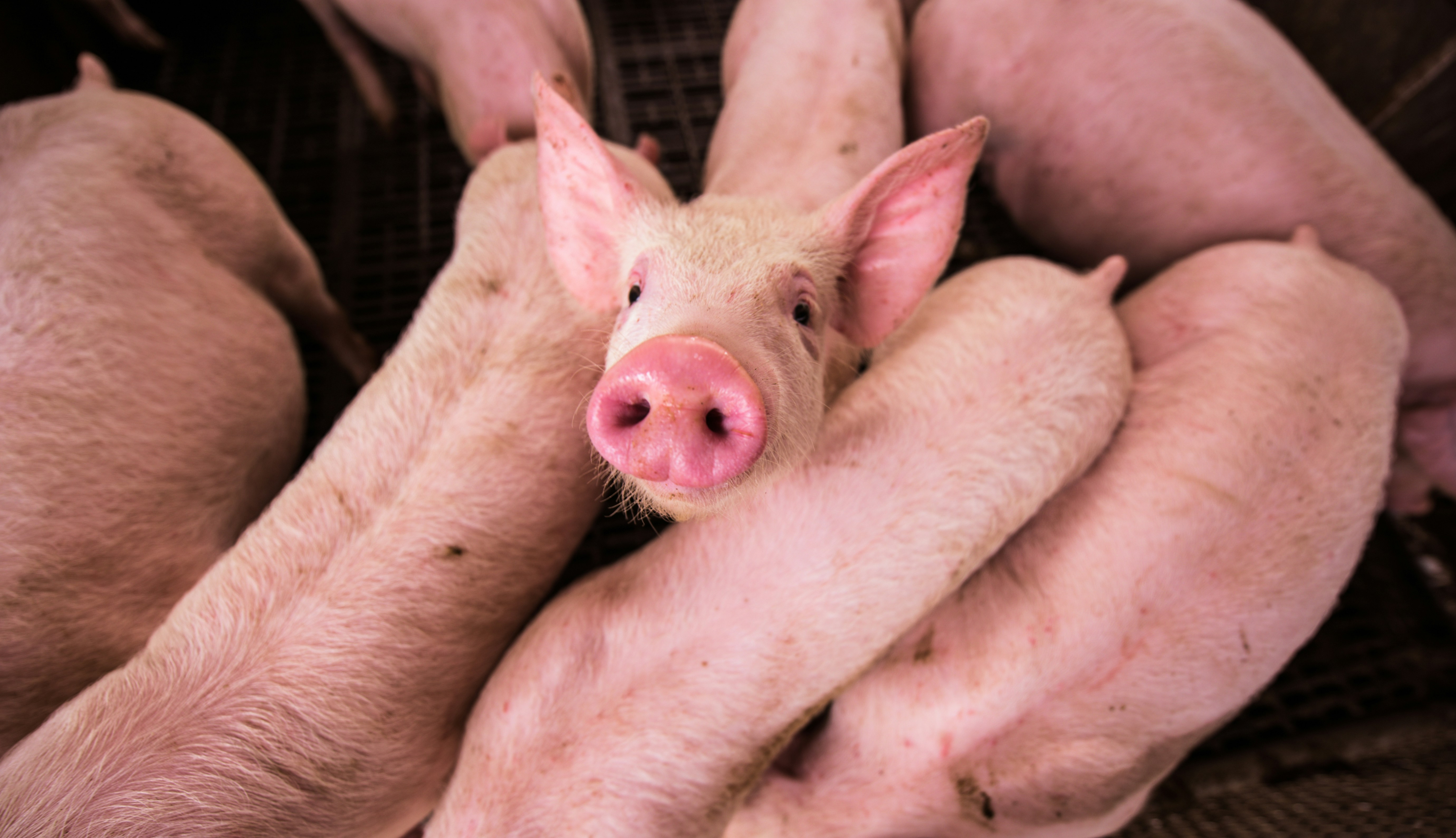 Multi-Model Approach Could Help Farmers Prepare for, Contain PEDV Outbreaks
